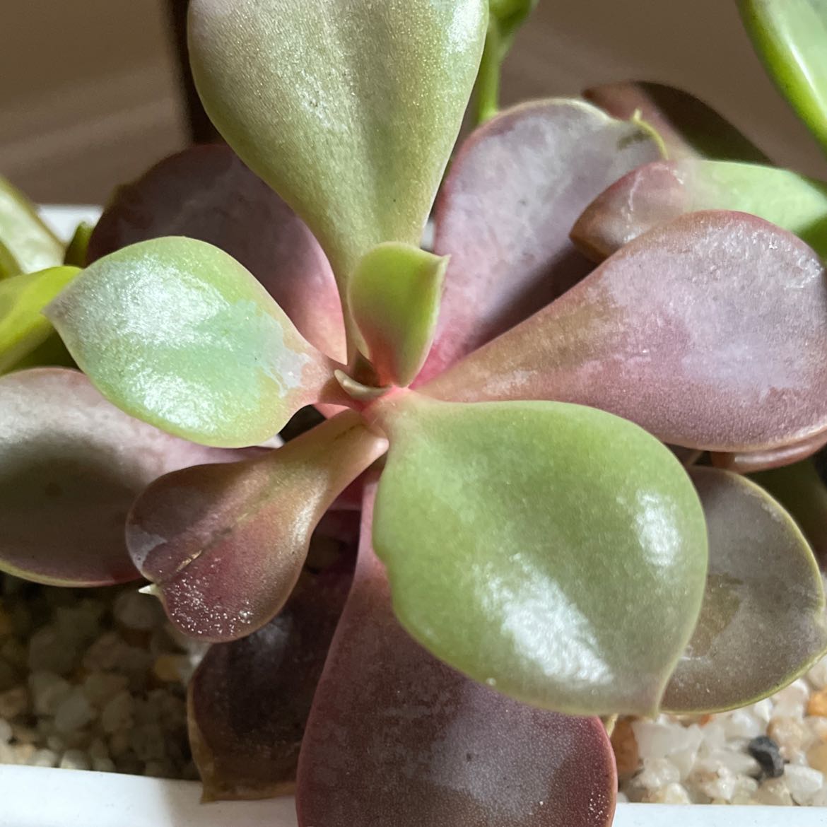Echeveria 'Orion' succulent with green and purple leaves in a white pot.