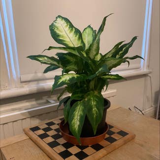 Dieffenbachia 'Camille' plant in London, England