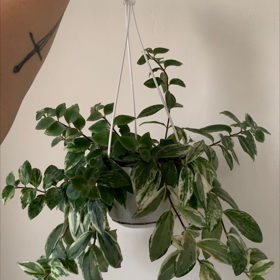 Dischidia oiantha 'Variegata' plant in a hanging pot with variegated leaves.
