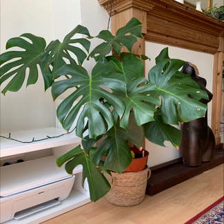Monstera plant in London, England