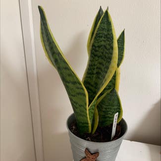 Snake Plant plant in London, England