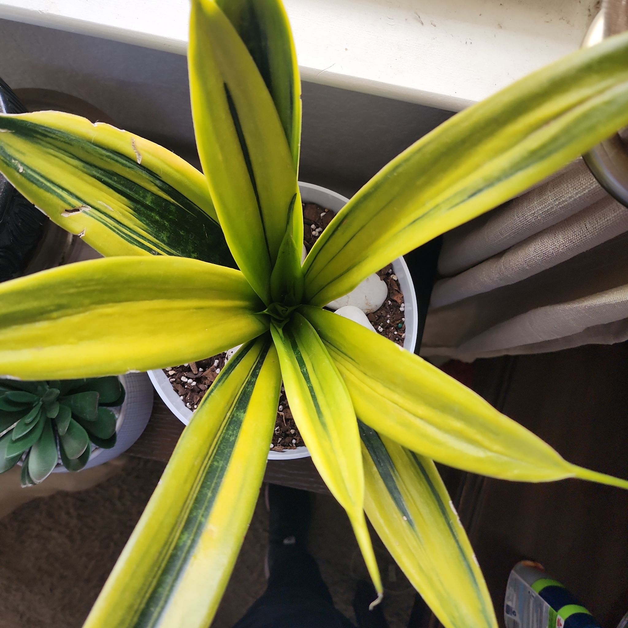 Golden Flame Snake Plant with vibrant yellow and green leaves in a pot.