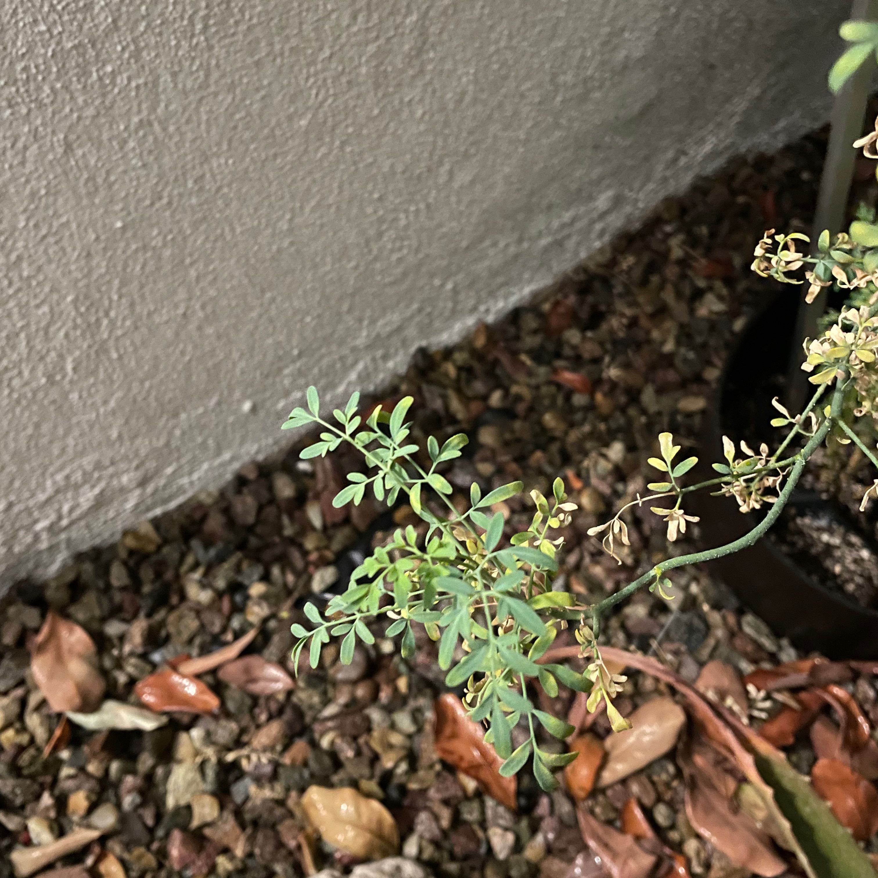 Common Rue plant with small leaves in a pot on a gravel surface. Some leaves are discolored.