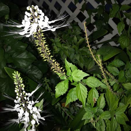 Photo of the plant species Cat's Whiskers by @MagicalPawpaw named Cat’s Whiskers on Greg, the plant care app
