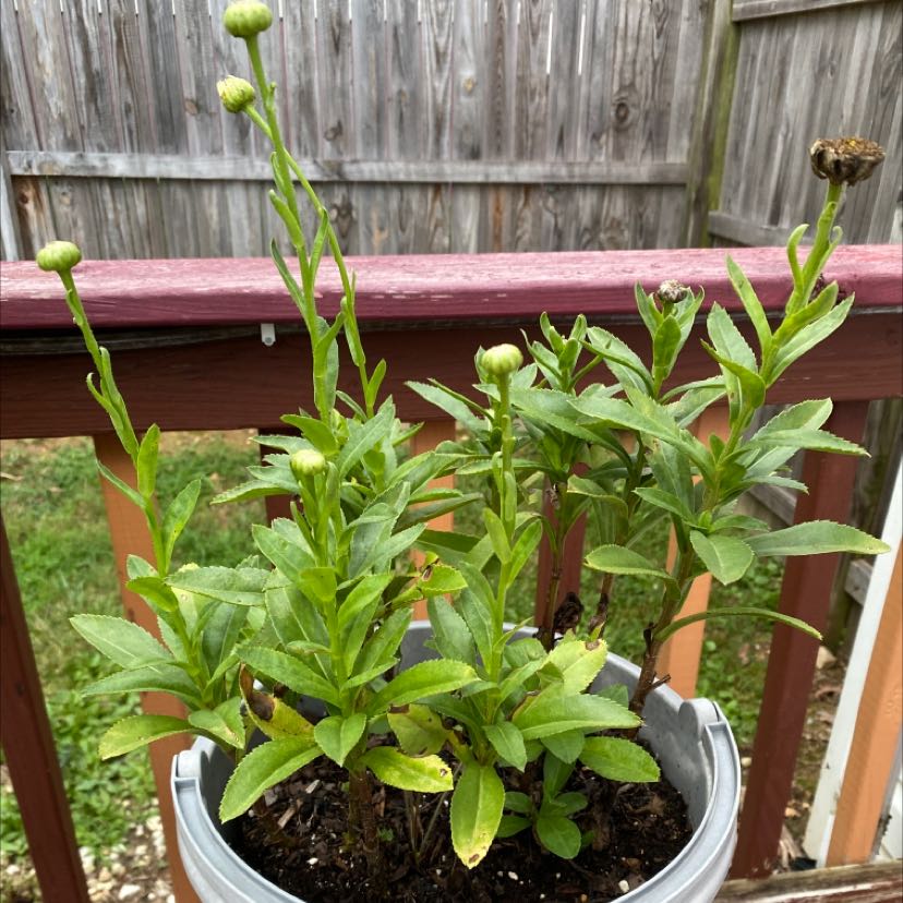 Potted Max Chrysanthemum plant with some yellowing and browning leaves, outdoors on a wooden surface.