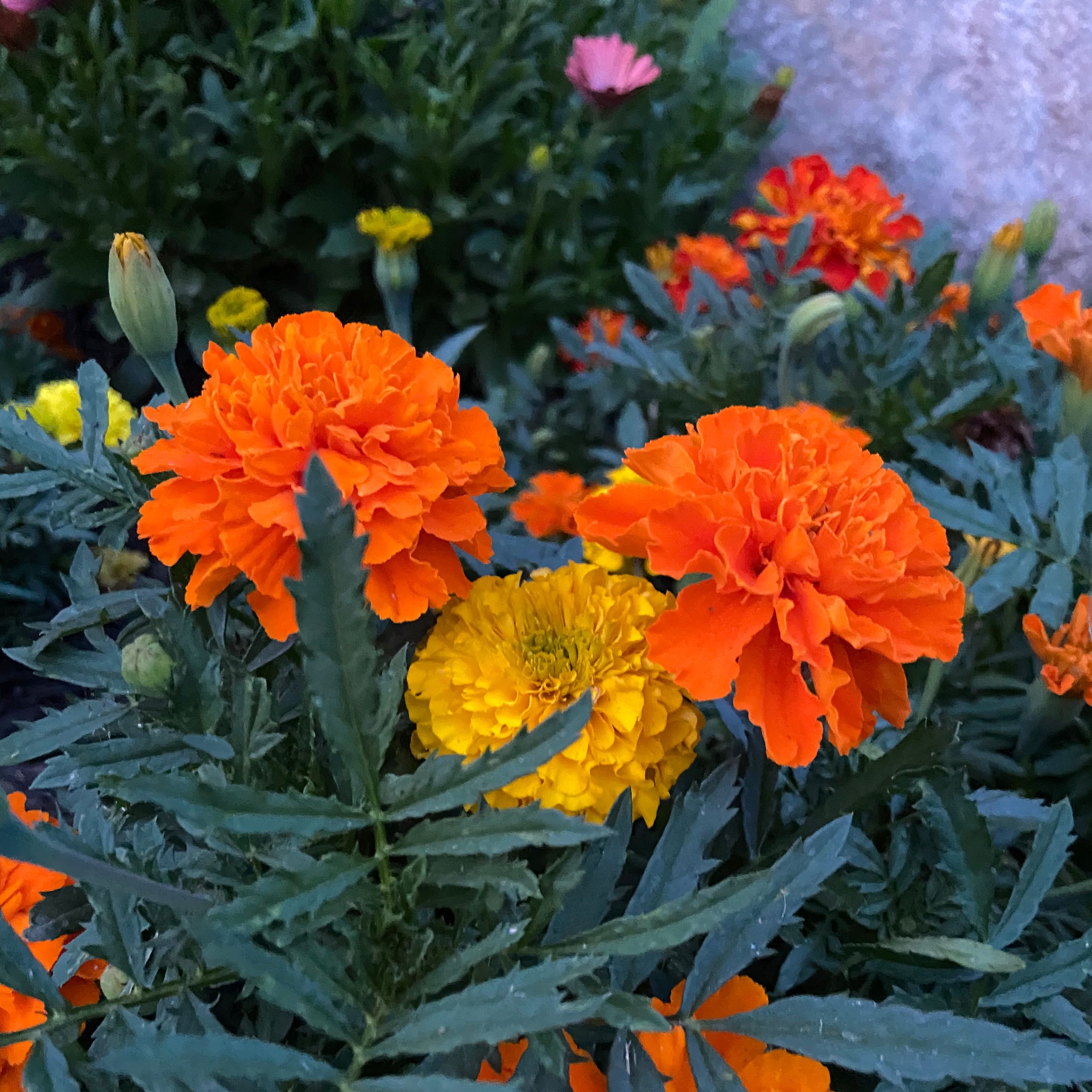 Photo of the plant species African Marigold by @leahnic named Moo man on Greg, the plant care app