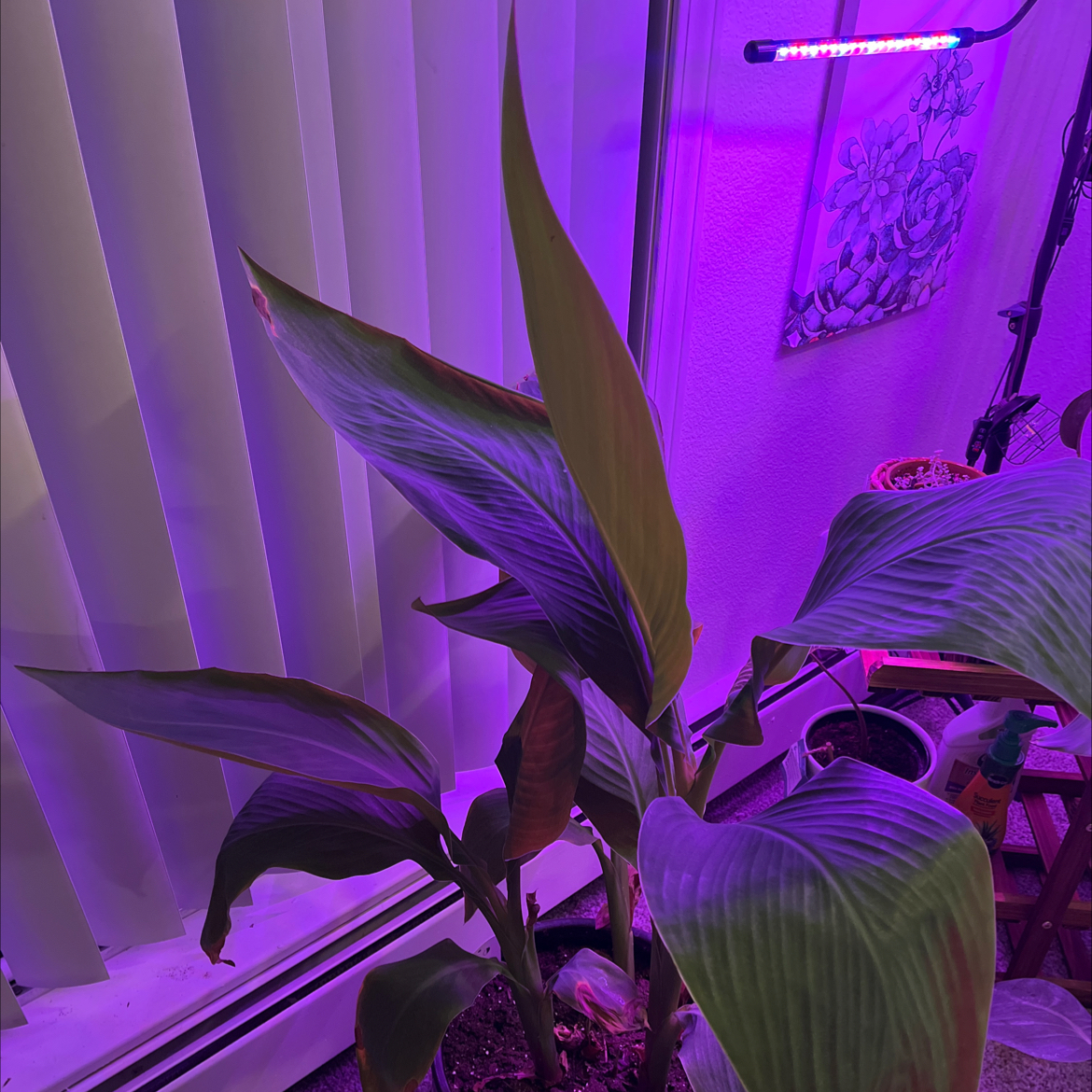 A lush, healthy Canna Lily plant with large green leaves growing indoors under vivid purple LED lighting.