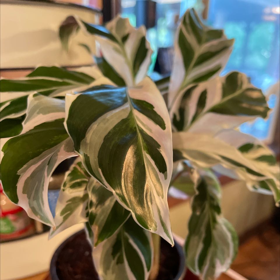 Photo of the plant species White Fusion Peacock Plant by @GenialThemiller named Your plant on Greg, the plant care app