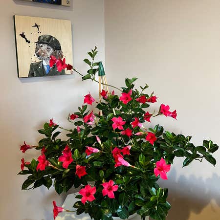 Photo of the plant species Brazilian Jasmine by @MoneyedEllisia named Pretty in Pink on Greg, the plant care app