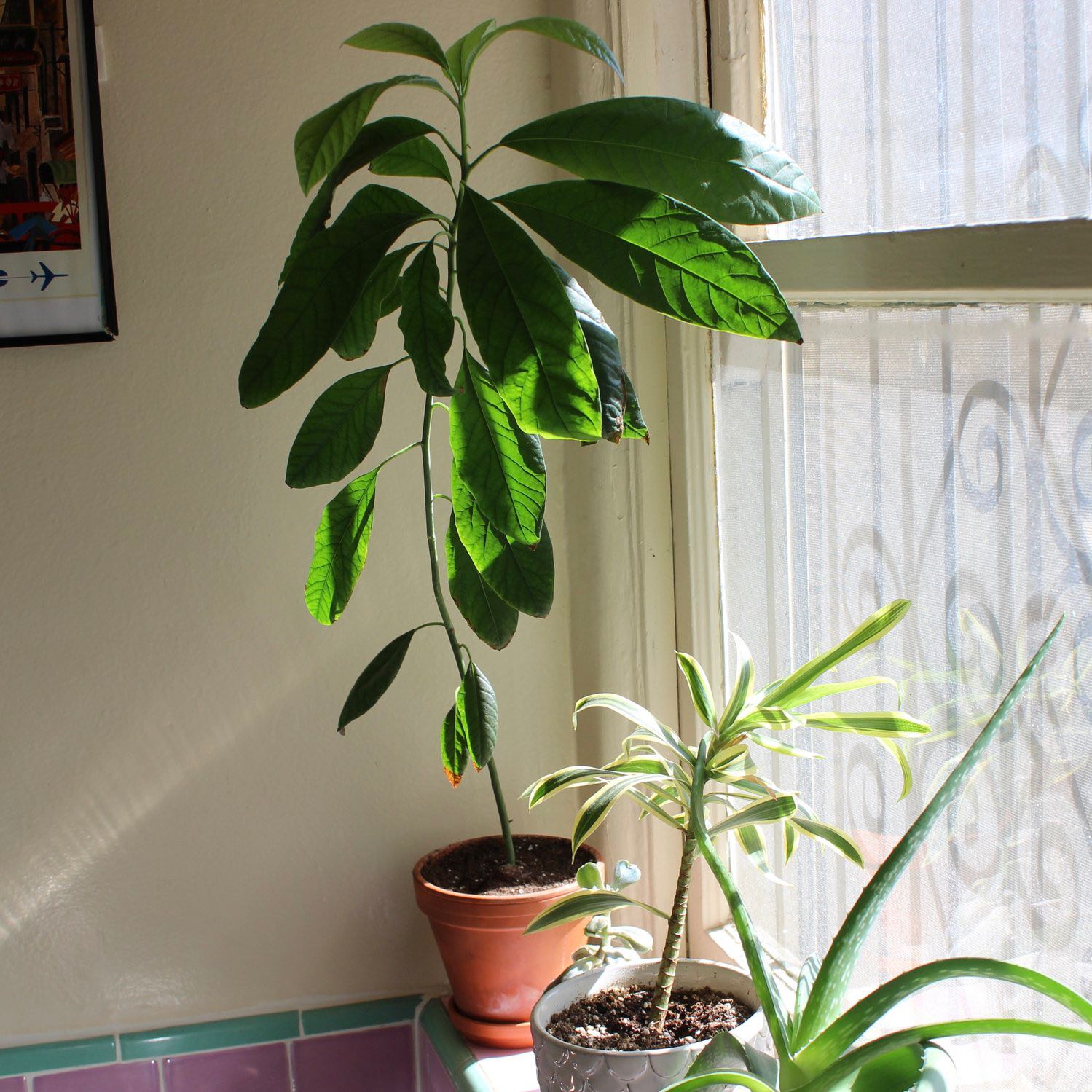 Photo of the plant species Wurtz Avocado by @PoliteDeathcap named 아보카도 on Greg, the plant care app