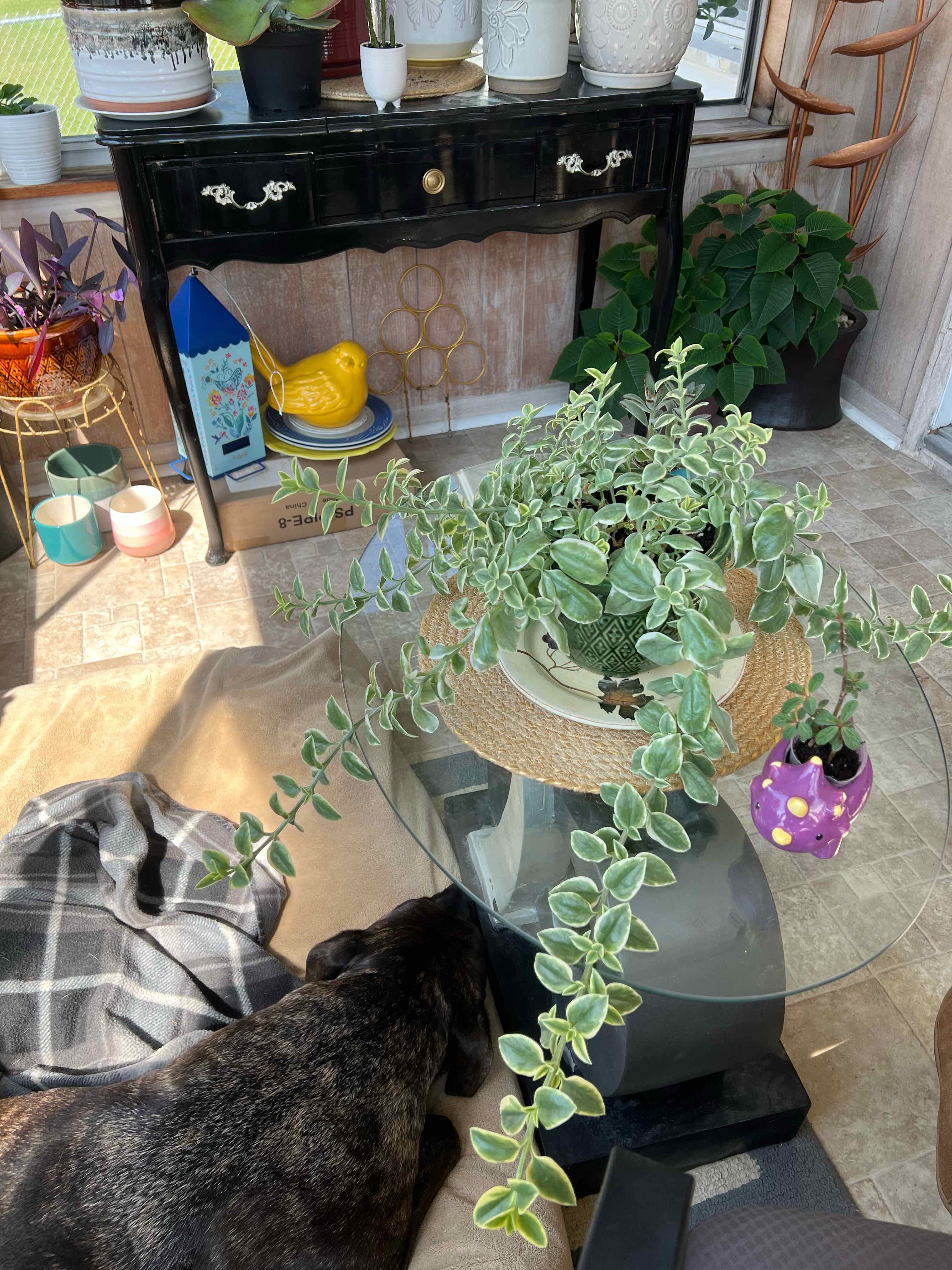 Plant care for Livingstone Daisy on Greg, the plant care app
