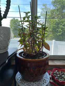 Red Pagoda plant