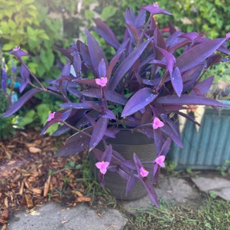 Purple Heart plant in Westover, West Virginia
