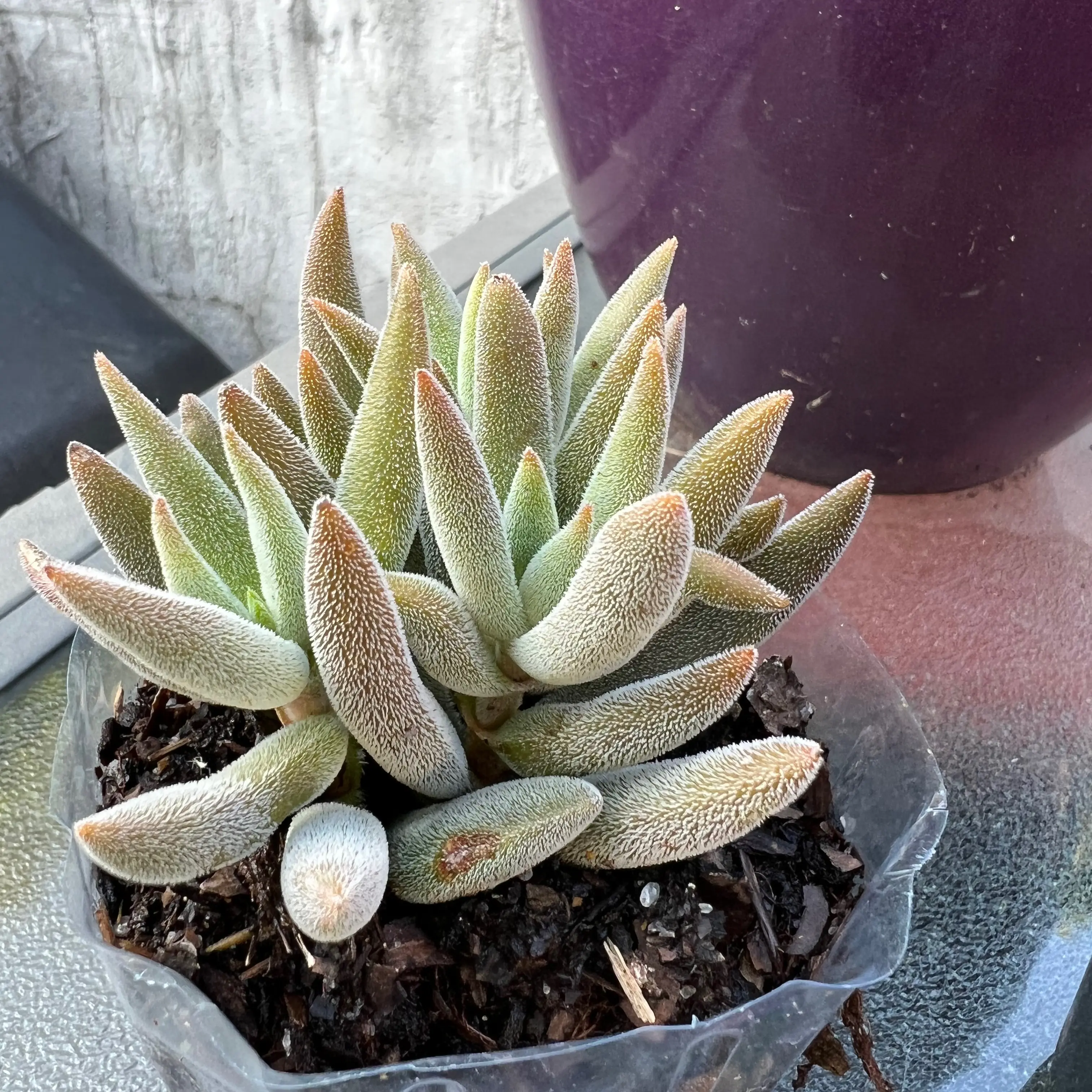 Photo of the plant species Crassula 'Surprise Party' by @BalancedBonsai named Kevin on Greg, the plant care app
