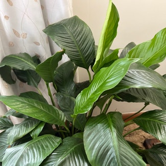 Peace Lily plant in Westover, West Virginia