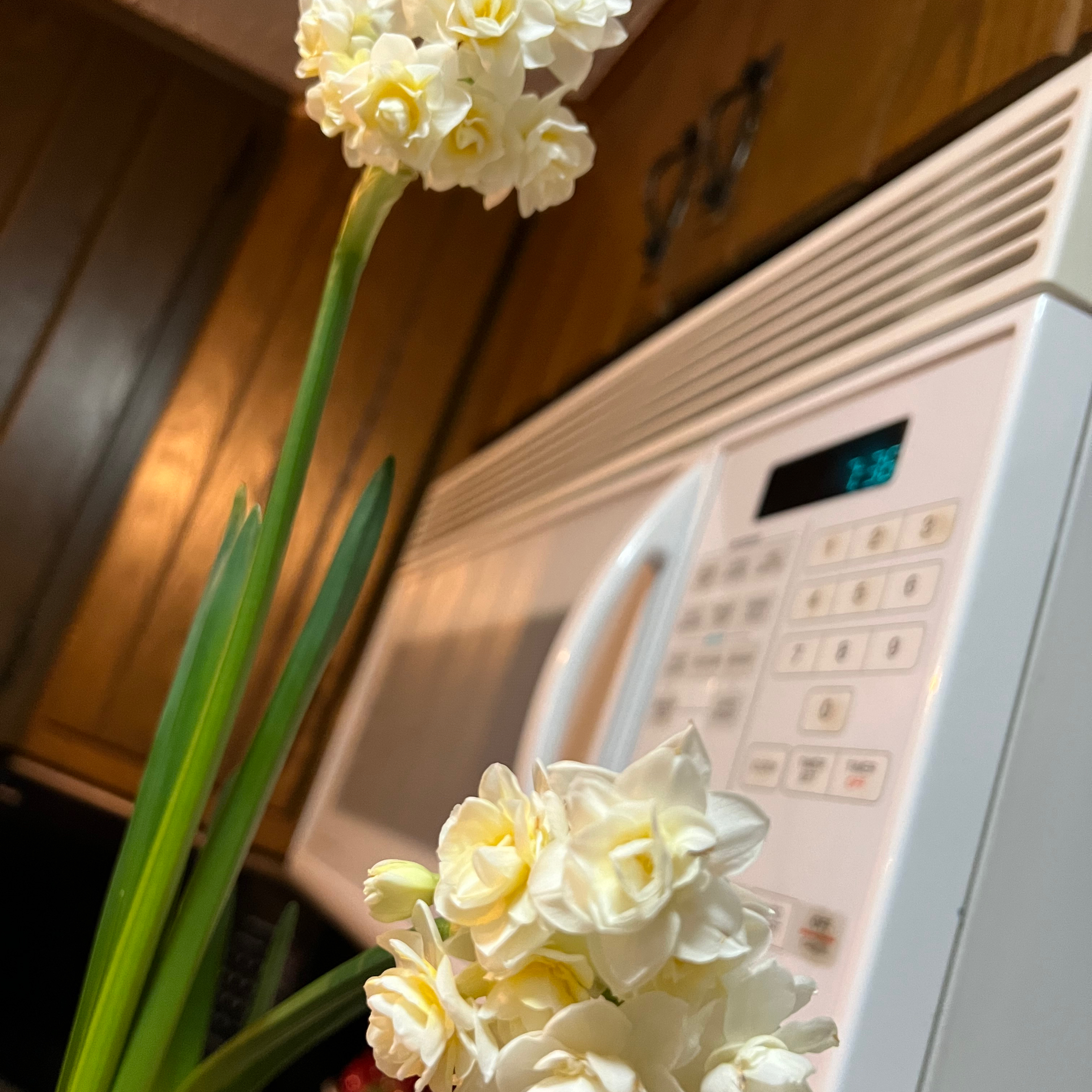 Paper White Narcissus plant with white flowers placed indoors near a microwave.