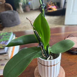 Phalaenopsis Orchid plant in Westover, West Virginia