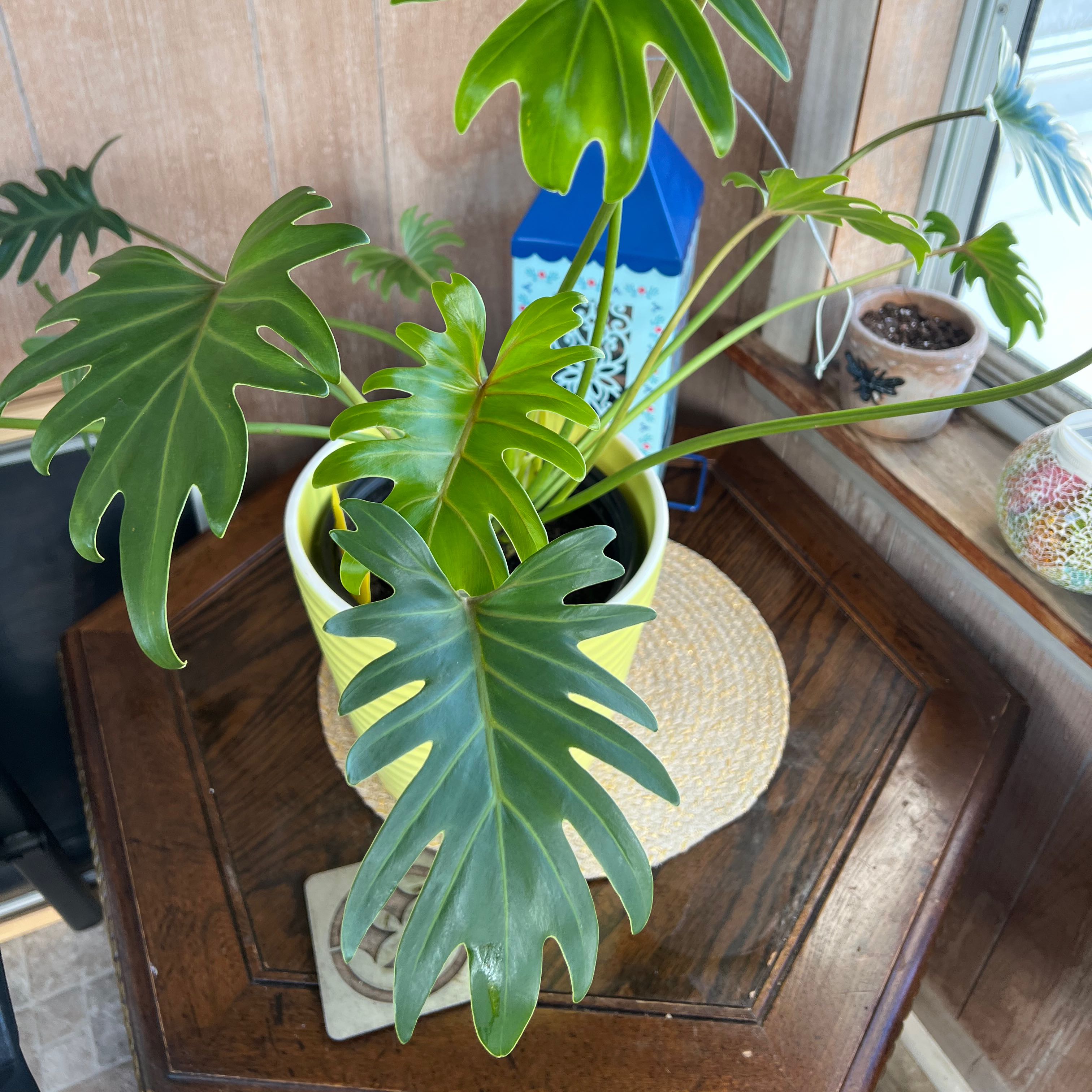 Photo of the plant species Philodendron Xanadu by @BalancedBonsai named Barbara on Greg, the plant care app