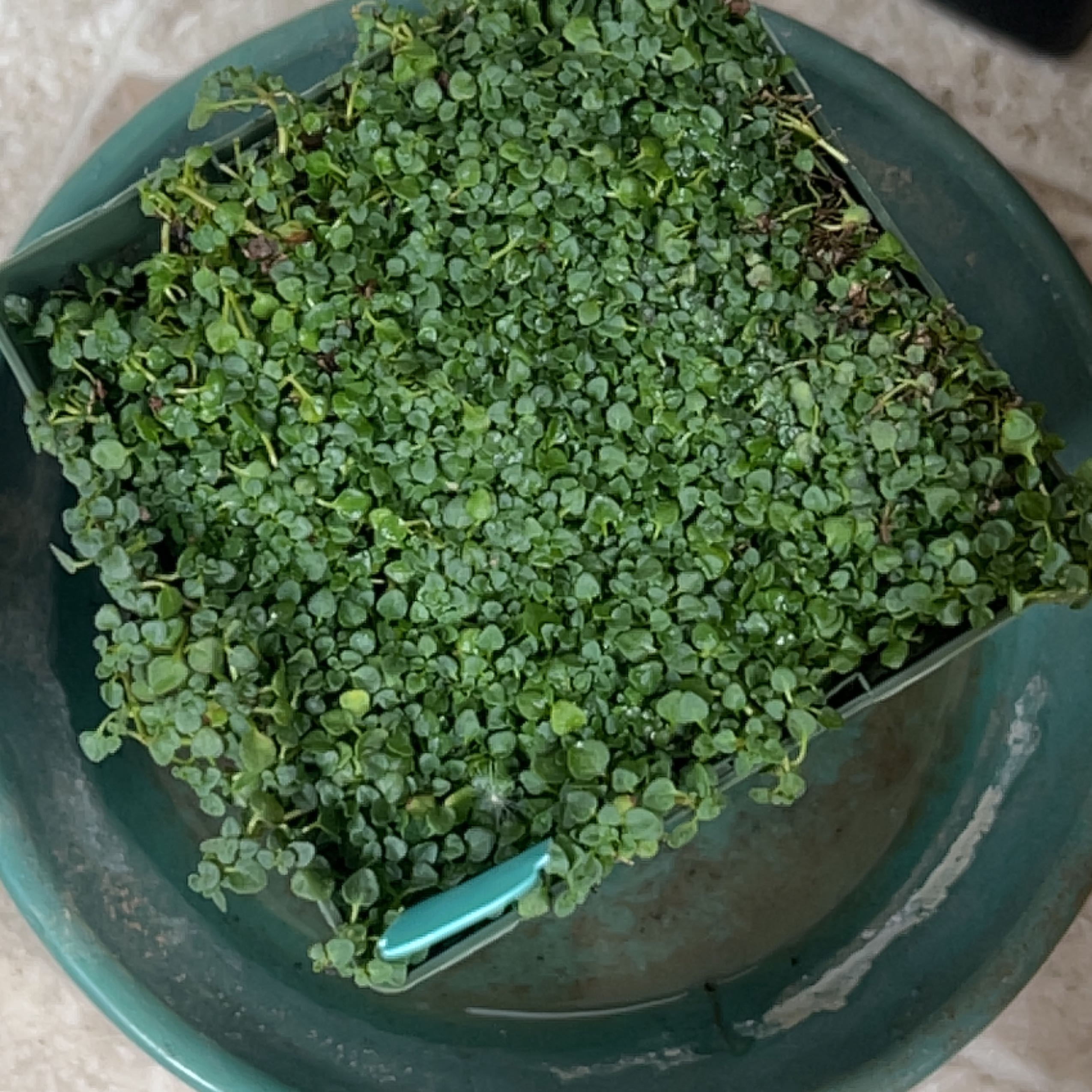 Photo of the plant species Corsican Mint by @BalancedBonsai named Marley on Greg, the plant care app