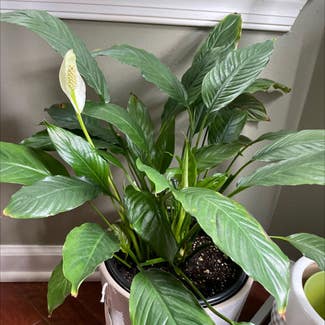 Peace Lily plant in Franklin Township, New Jersey