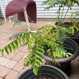 Curry Tree plant in Franklin Township, New Jersey