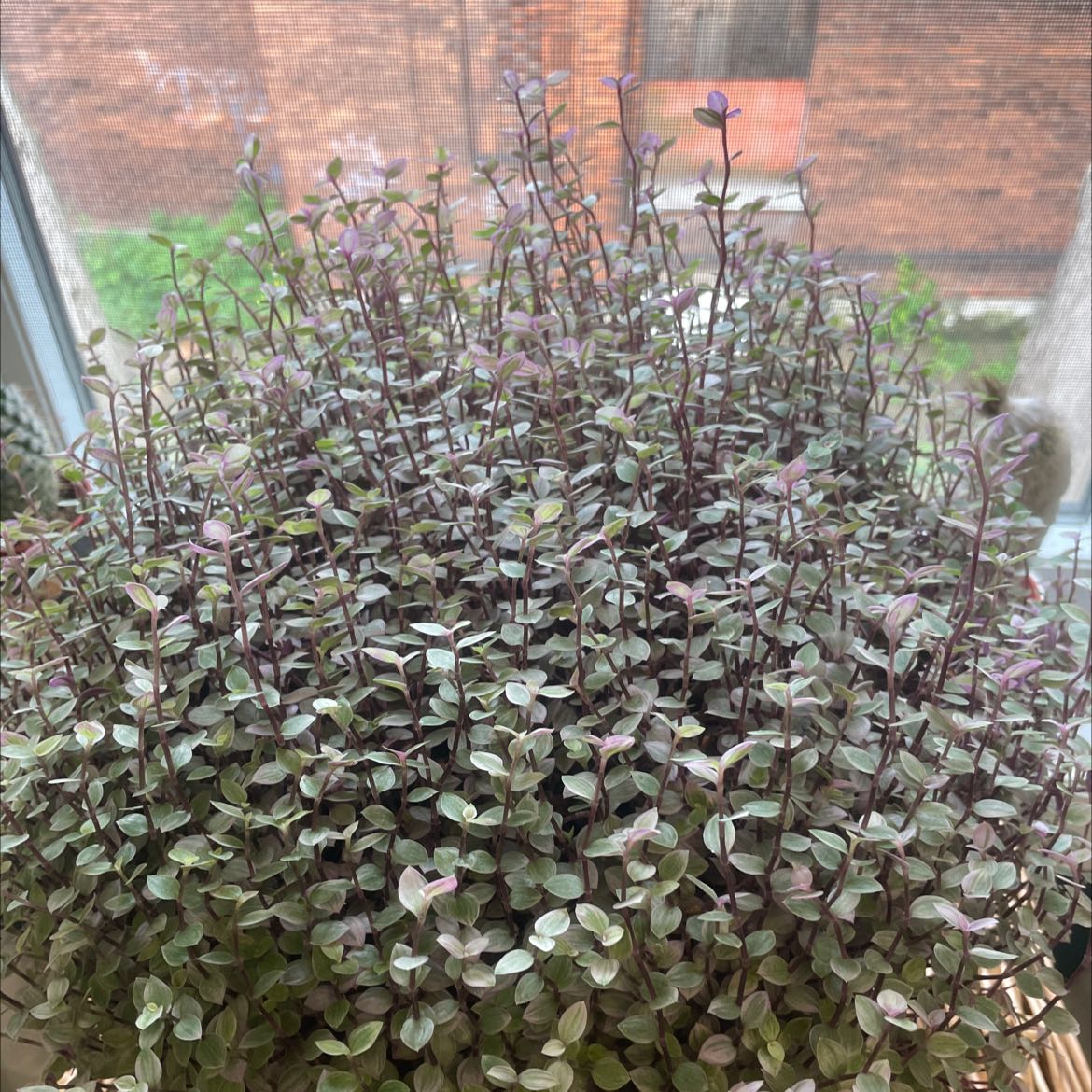 Dense cluster of Pink Panther Tradescantia with numerous small leaves, viewed from a window.