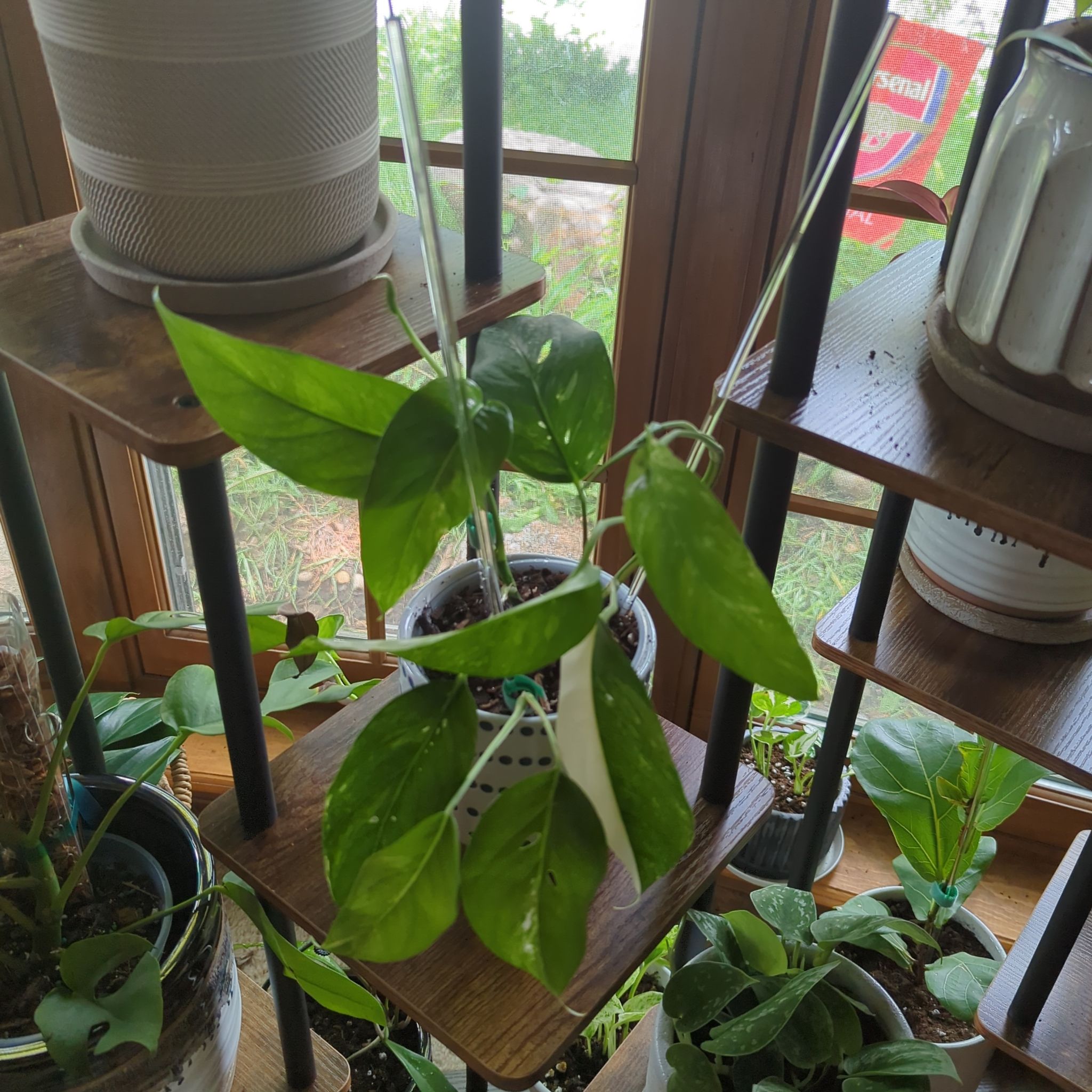 Variegated Epipremnum pinnatum plant on a wooden shelf near a window, with visible soil and healthy leaves.