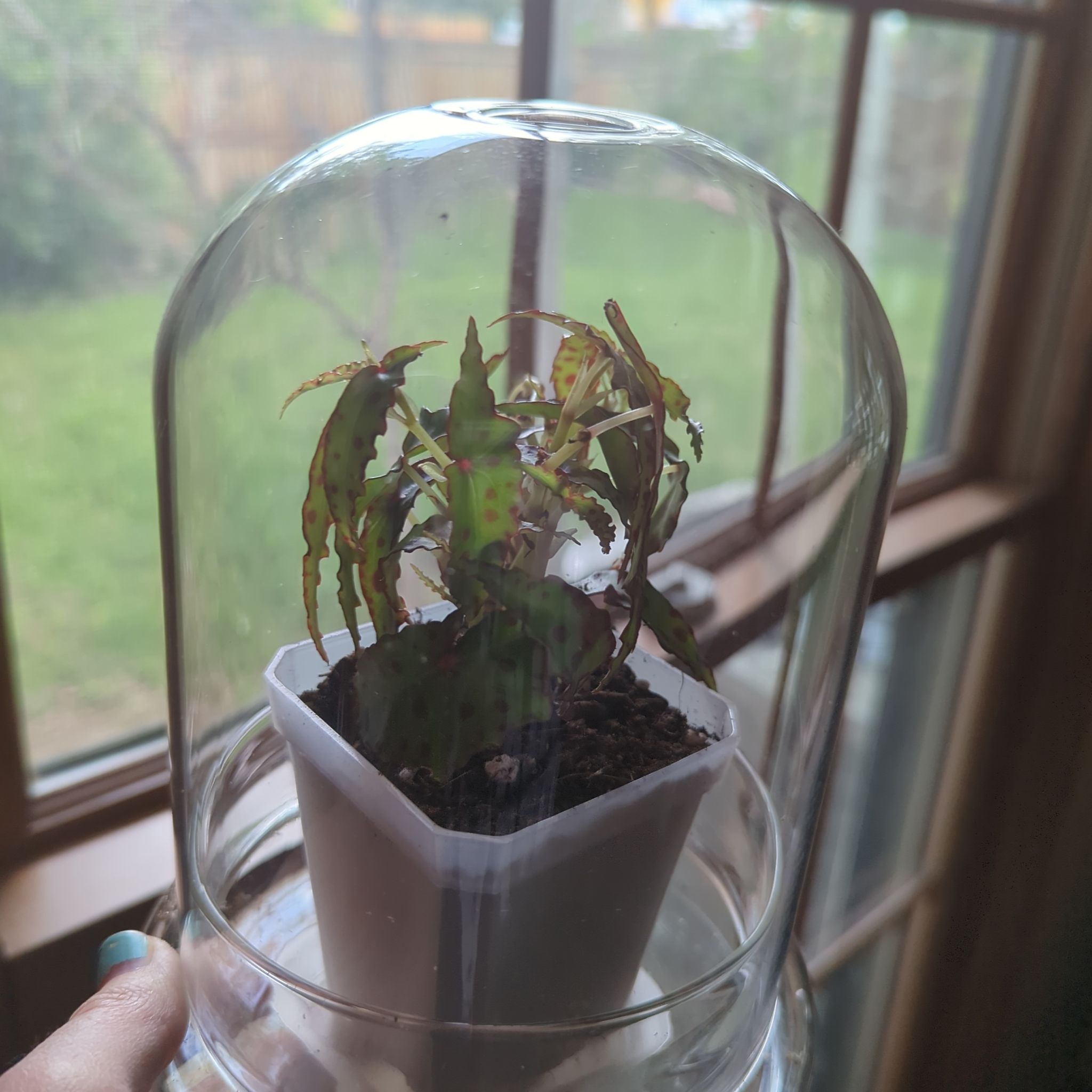 Begonia amphioxus plant in a pot under a glass dome, with visible red spots on leaves.