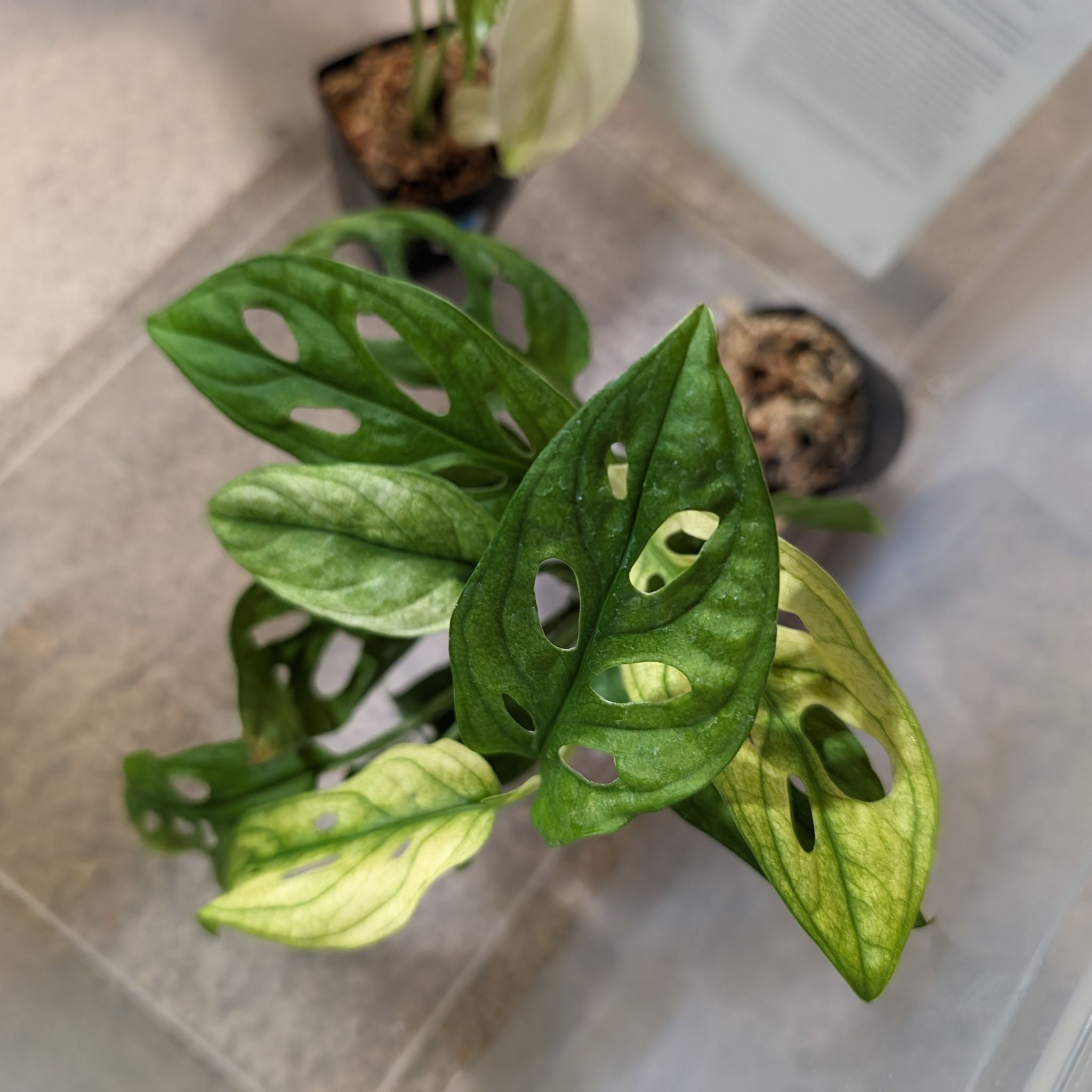 Photo of the plant species Archipelago Swiss Cheese Plant by @PoplarFlatpea named da Vinci on Greg, the plant care app