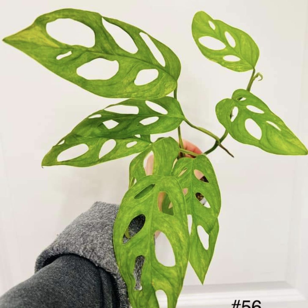 Photo of the plant species Monstera Adansonii Indonesian Marble by @PoplarFlatpea named Hemingway on Greg, the plant care app