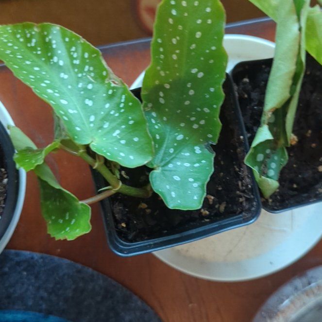 Photo of the plant species Begonia albopicta 'Rosea' by @PoplarFlatpea named Elena (albo picta) on Greg, the plant care app