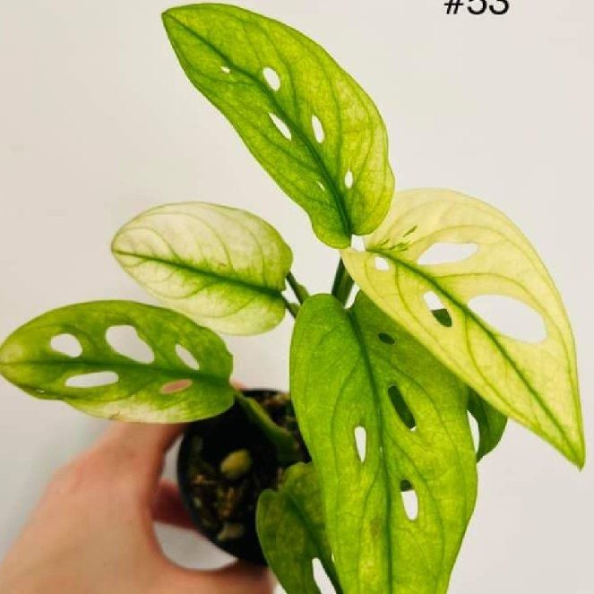 Photo of the plant species Archipelago Swiss Cheese Plant by @PoplarFlatpea named Peter Parker on Greg, the plant care app