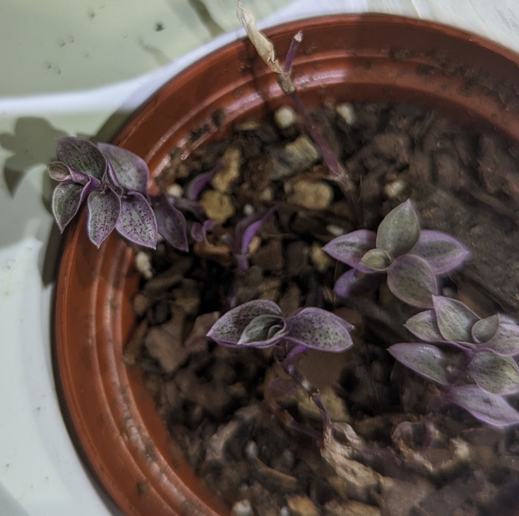 Callisia Pink Panther Care 101: Water, Light & Growing Tips