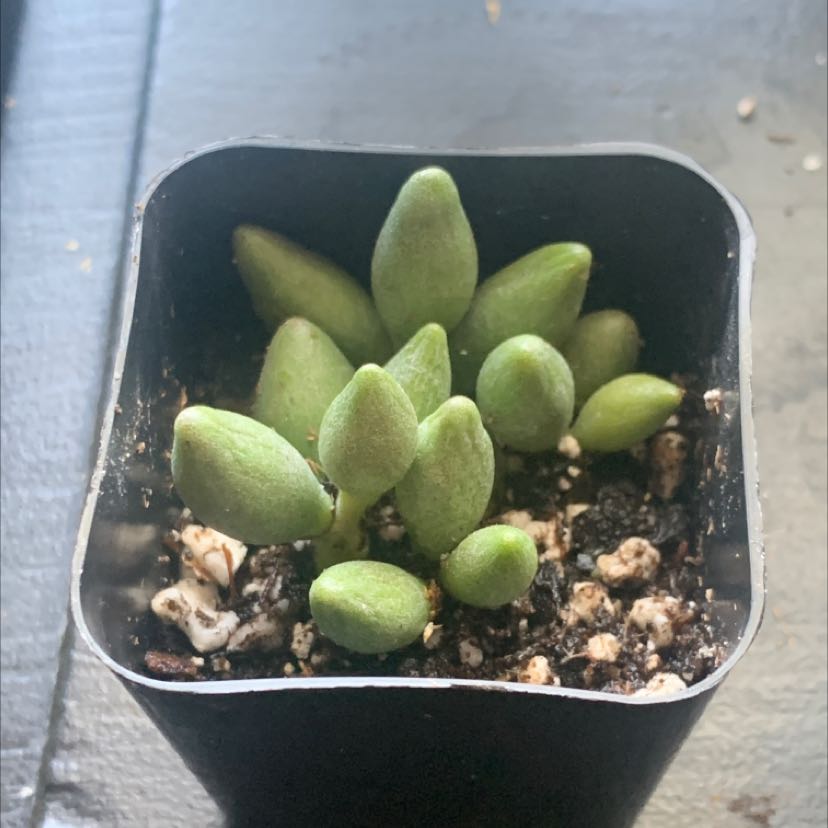 Photo of the plant species Adromischus filicaulis subsp. marlothii by @kmstinson named Romi on Greg, the plant care app