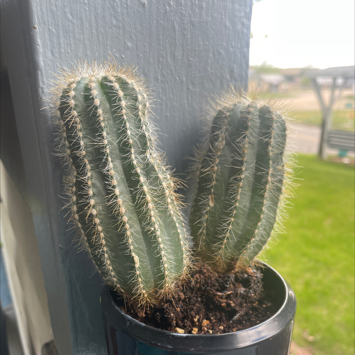 Photo of the plant species Cephalocereus polylophus by @RichEmoryoak named Your plant on Greg, the plant care app