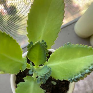 Mother of Thousands plant in Tryon, North Carolina