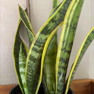 Snake Plant plant in Tryon, North Carolina
