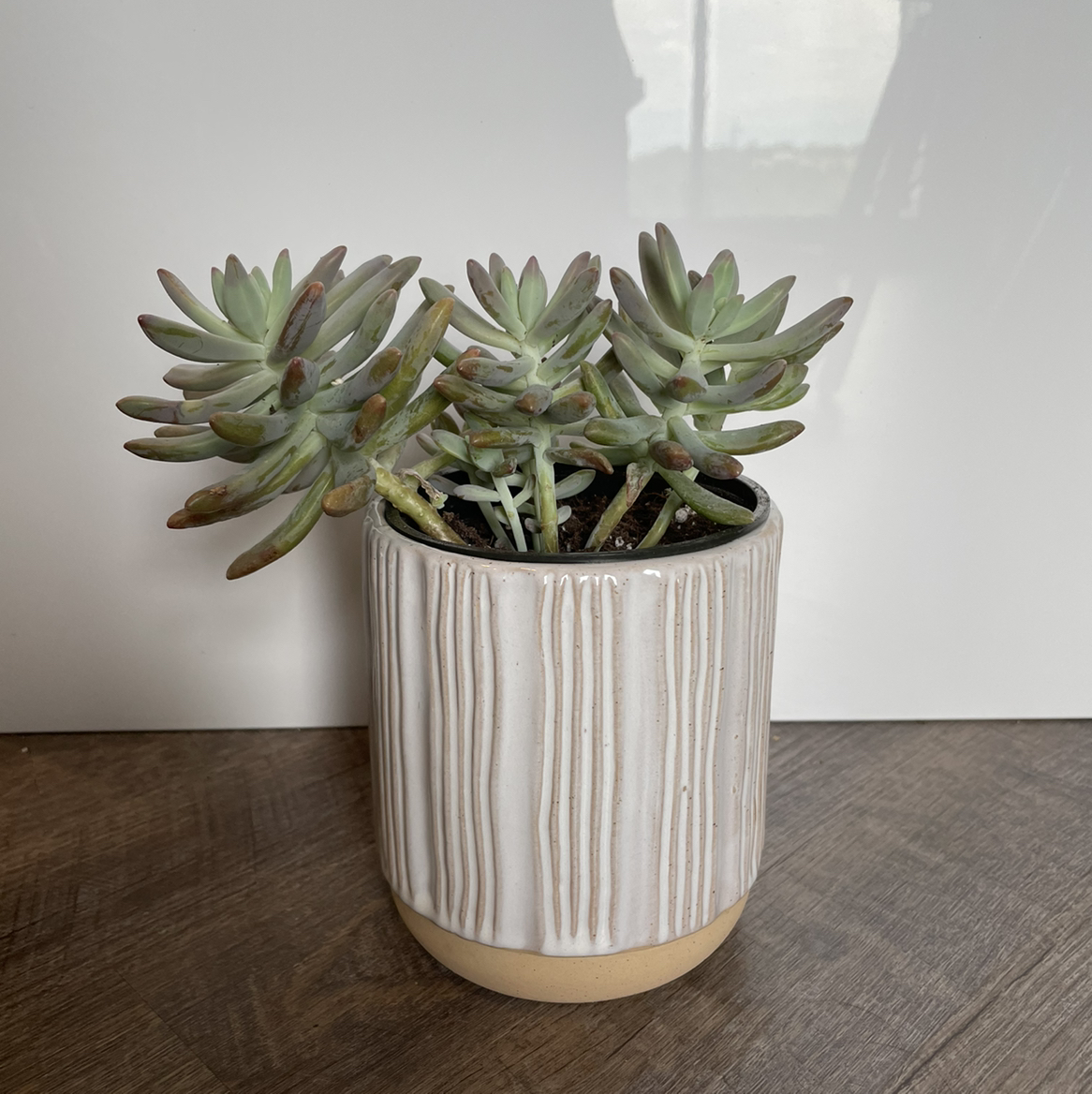 Potted Graptosedum 'Darley Sunshine' succulent, healthy with visible soil.