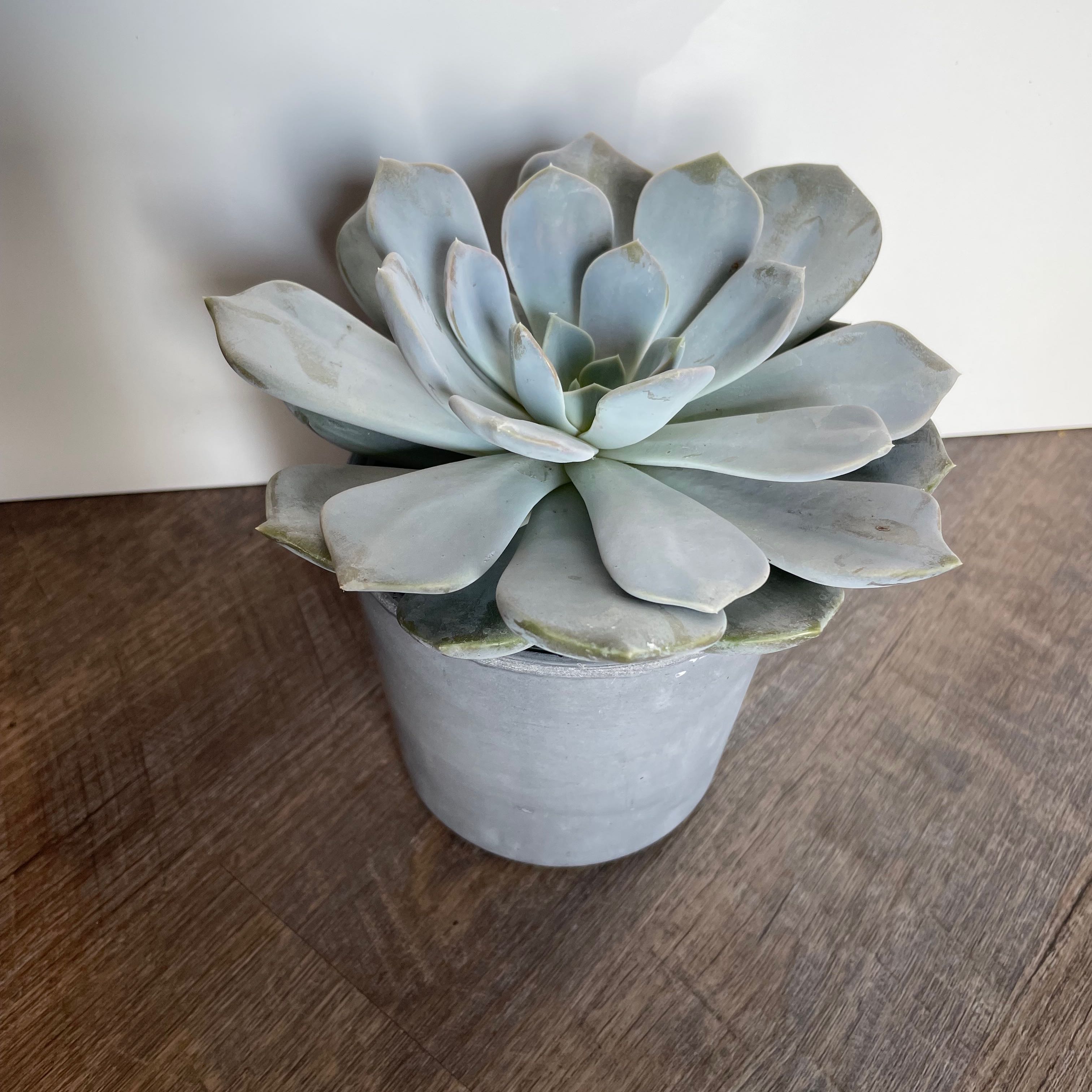 A healthy Ghost Echeveria succulent in a pot on a wooden surface.