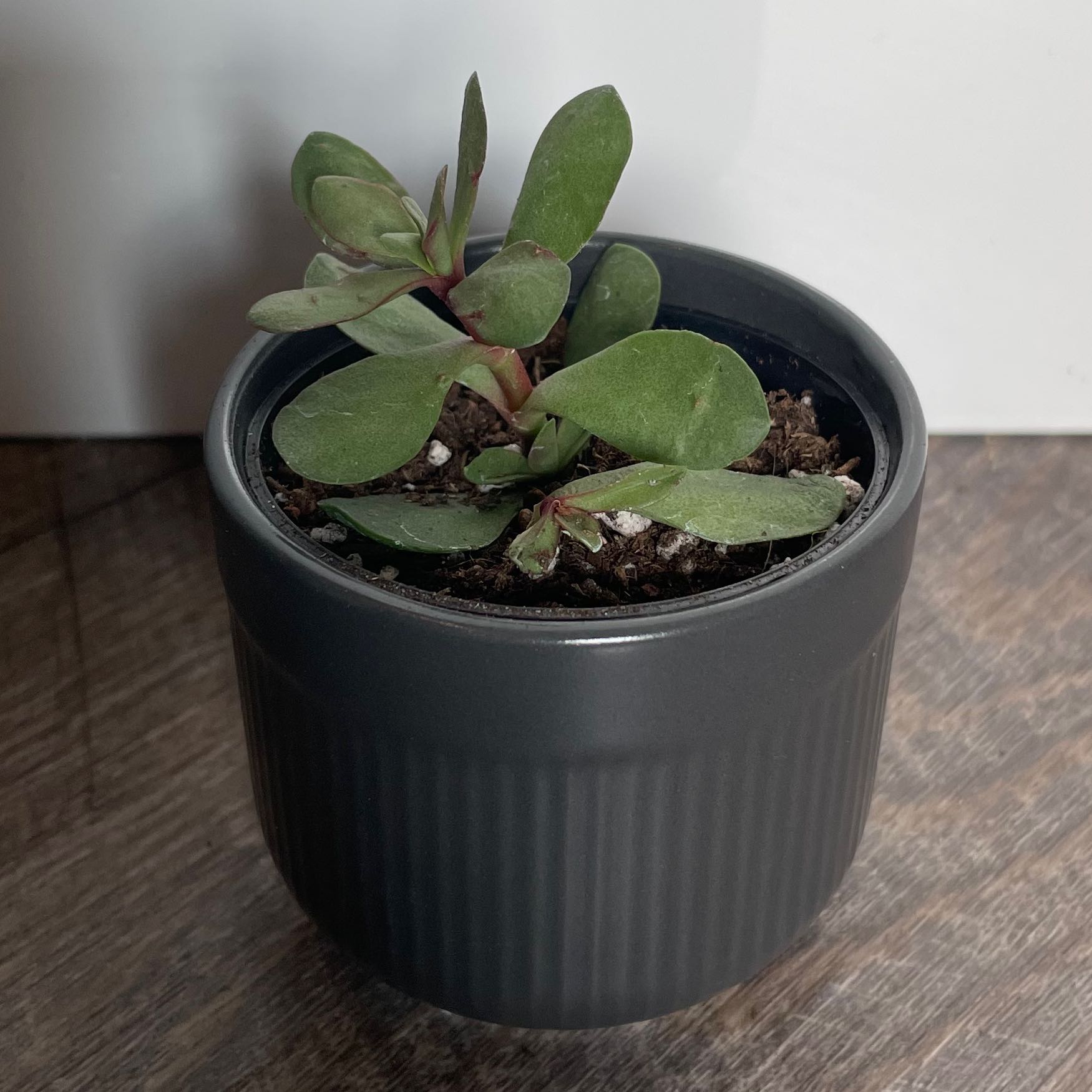 Small Red Carpet plant in a dark pot with visible soil, healthy green leaves.