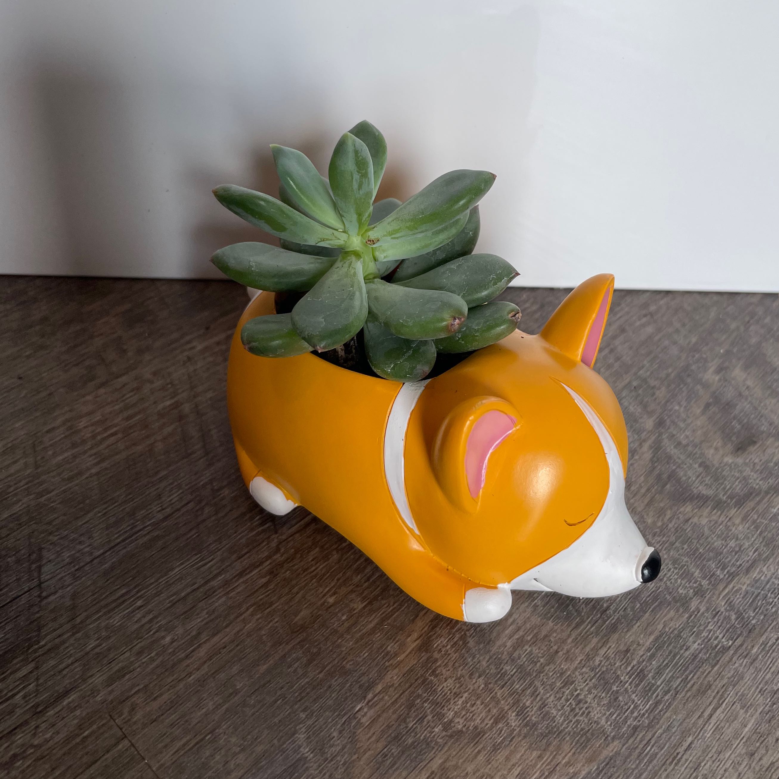 Pachyphytum hookeri succulent in a decorative dog-shaped pot.
