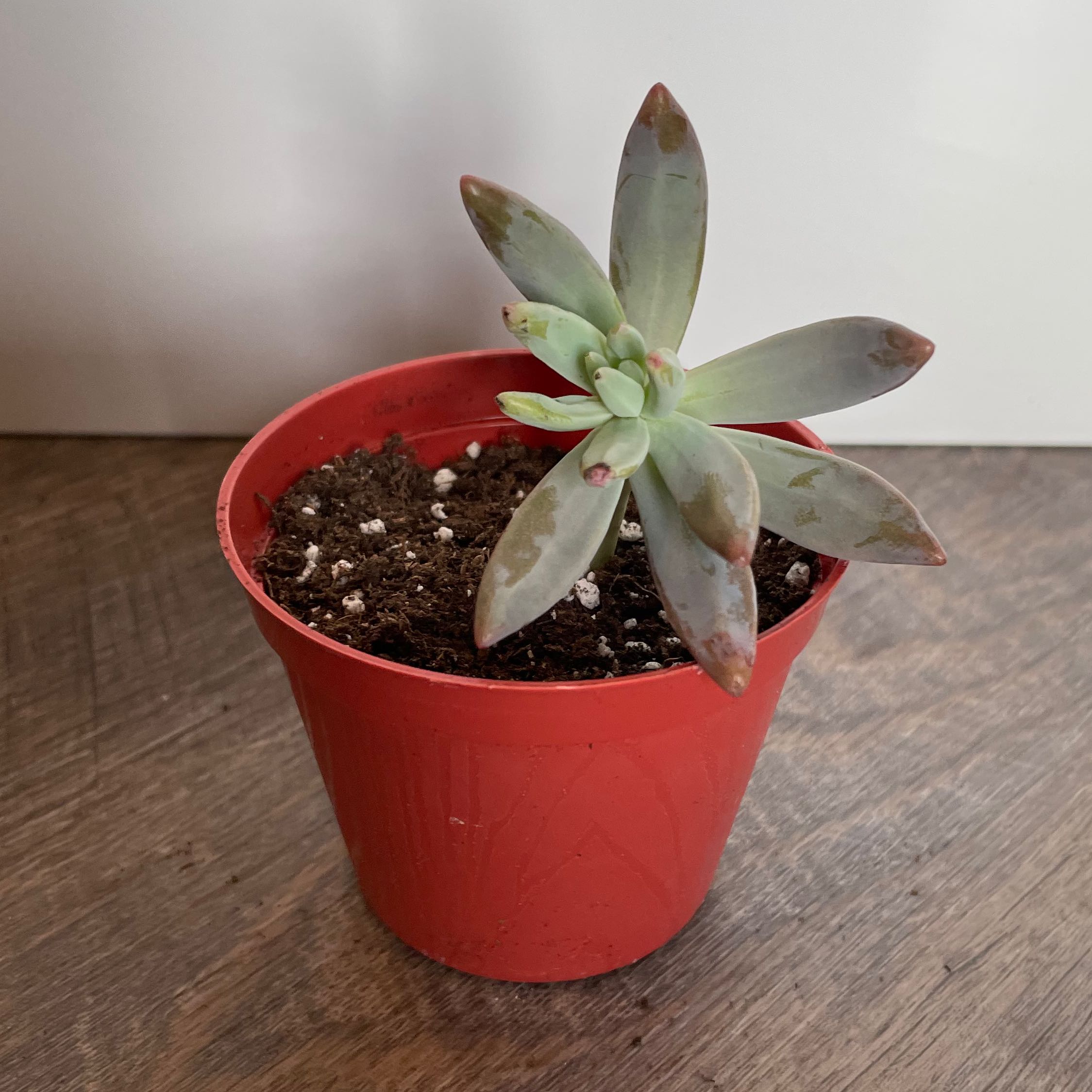 Graptosedum 'Darley Sunshine' succulent in a red pot with some browning at the leaf tips.