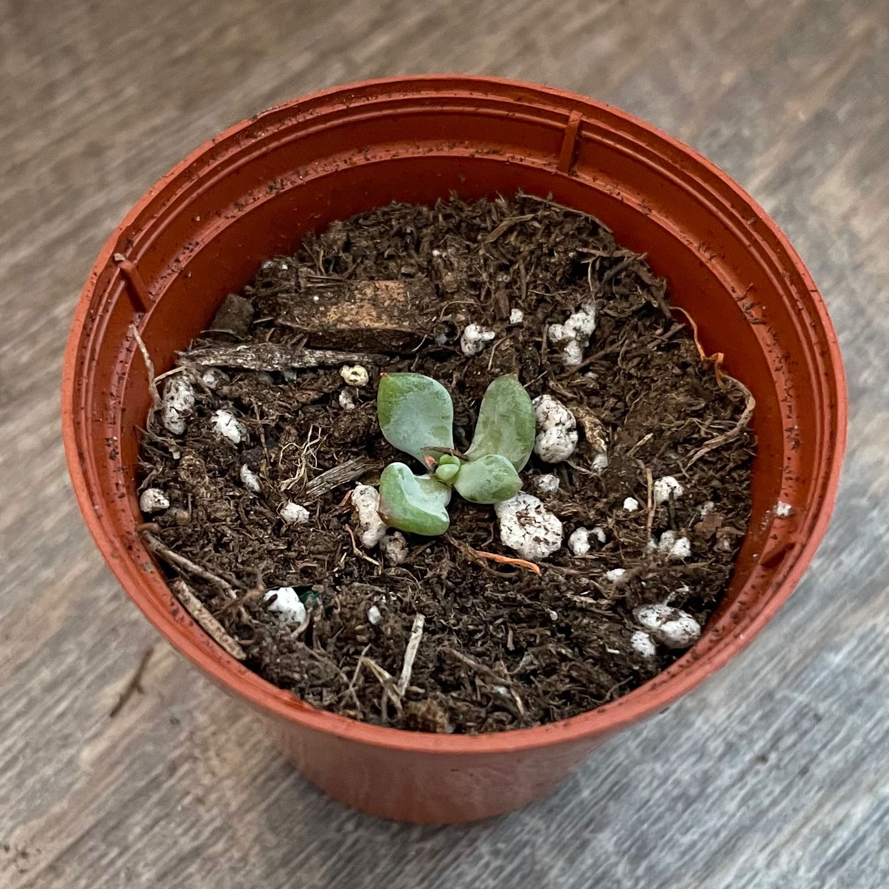Small Pachyphytum hookeri plant in a plastic pot with visible soil.