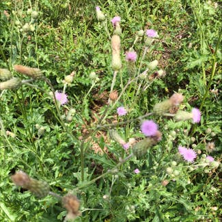 Canada Thistle plant in Ewing Township, New Jersey