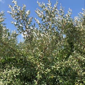 Autumn Olive plant in Ewing Township, New Jersey