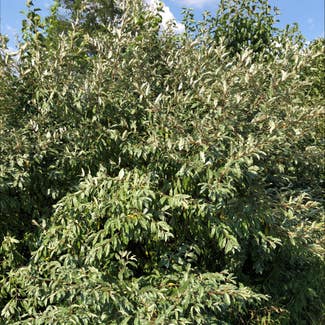 Autumn Olive plant in Ewing Township, New Jersey
