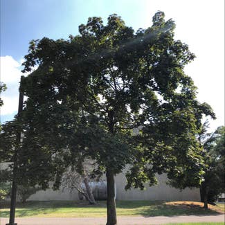 Norway Maple plant in Ewing Township, New Jersey