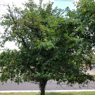 Common Plum plant in Ewing Township, New Jersey