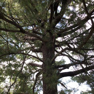 Eastern White Pine plant in Ewing Township, New Jersey