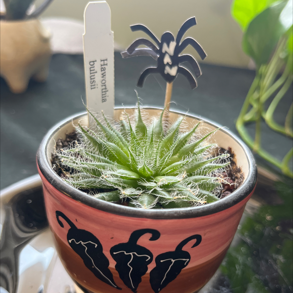 Photo of the plant species Haworthia bolusii by @RadiantNewt named Nan on Greg, the plant care app